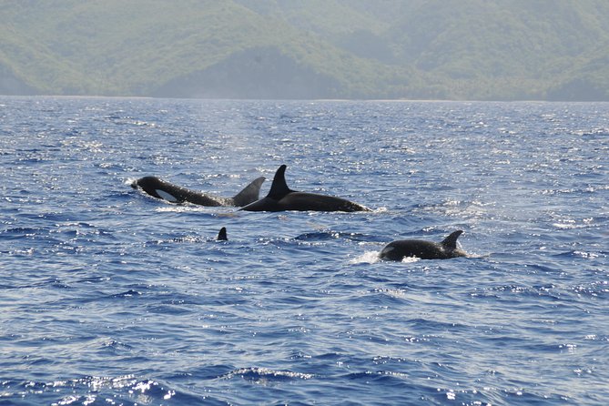 Whale Watching and Dolphin Spotting Cruise - How the $88 Price Measures Up
