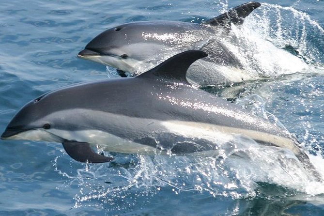 Whale Watching and Dolphin Spotting Cruise - Who Will Enjoy This Cruise Most