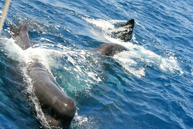 Whale Watching and Dolphin Spotting Cruise - Six Practical Questions Before You Go
