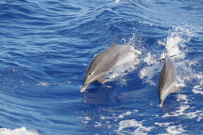 Whale Watching and Dolphin Spotting Cruise - The North Coast Is Part of the Prize